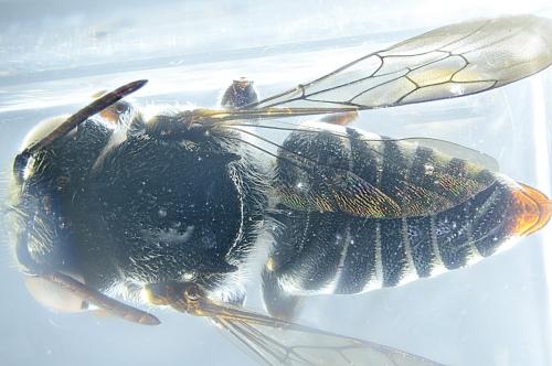 Réf. 345 794 : Coelioxys afra